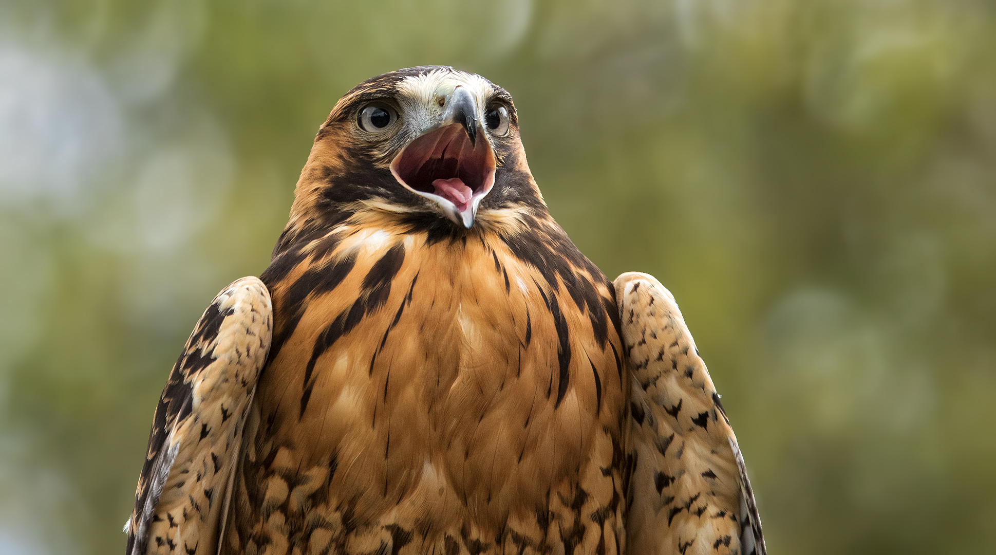 Rotrückenbussard-Portrait 001