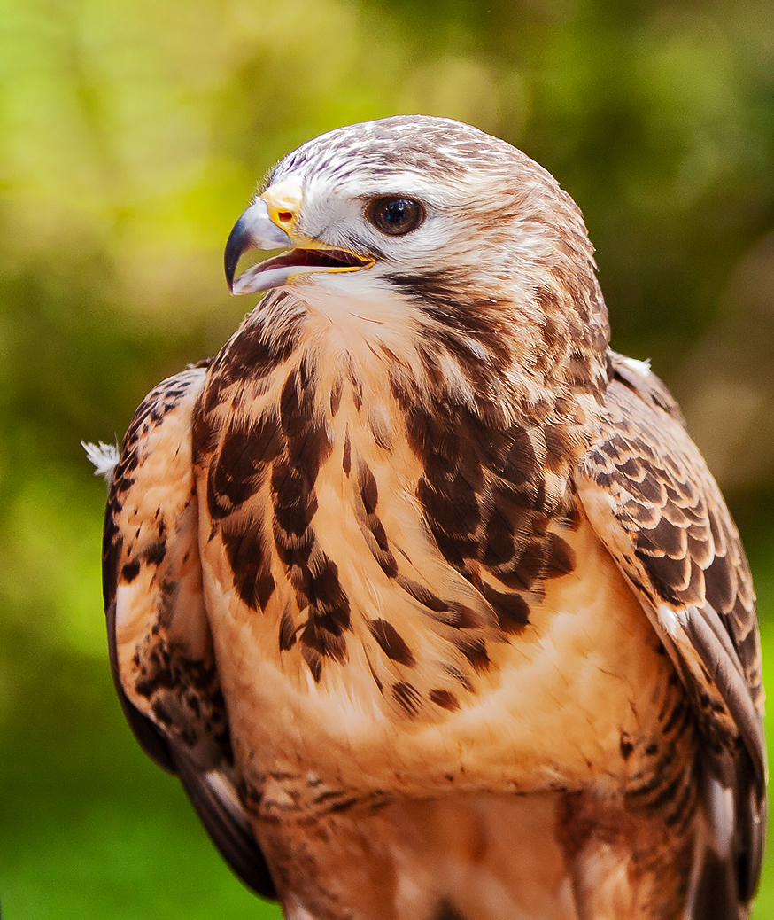 Rotrückenbussard-Portrait 001