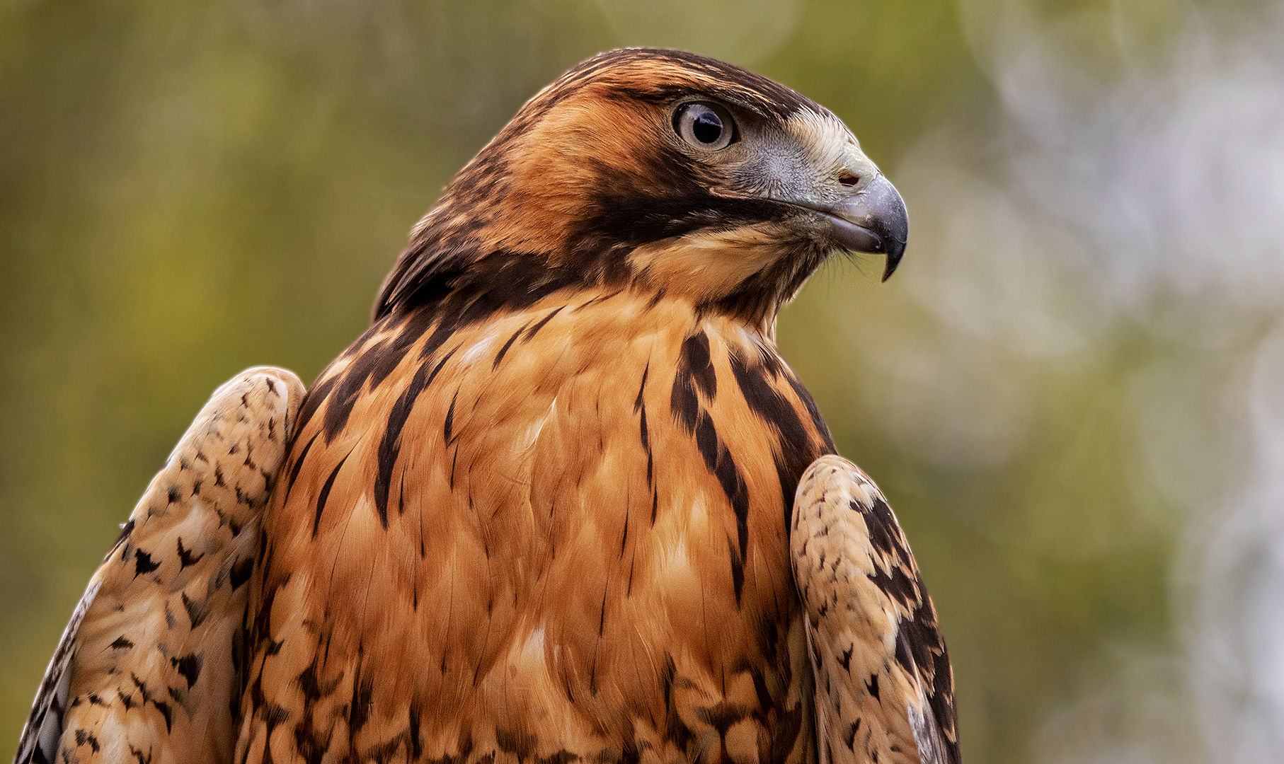 Rotrückenbussard-Portrait 006 