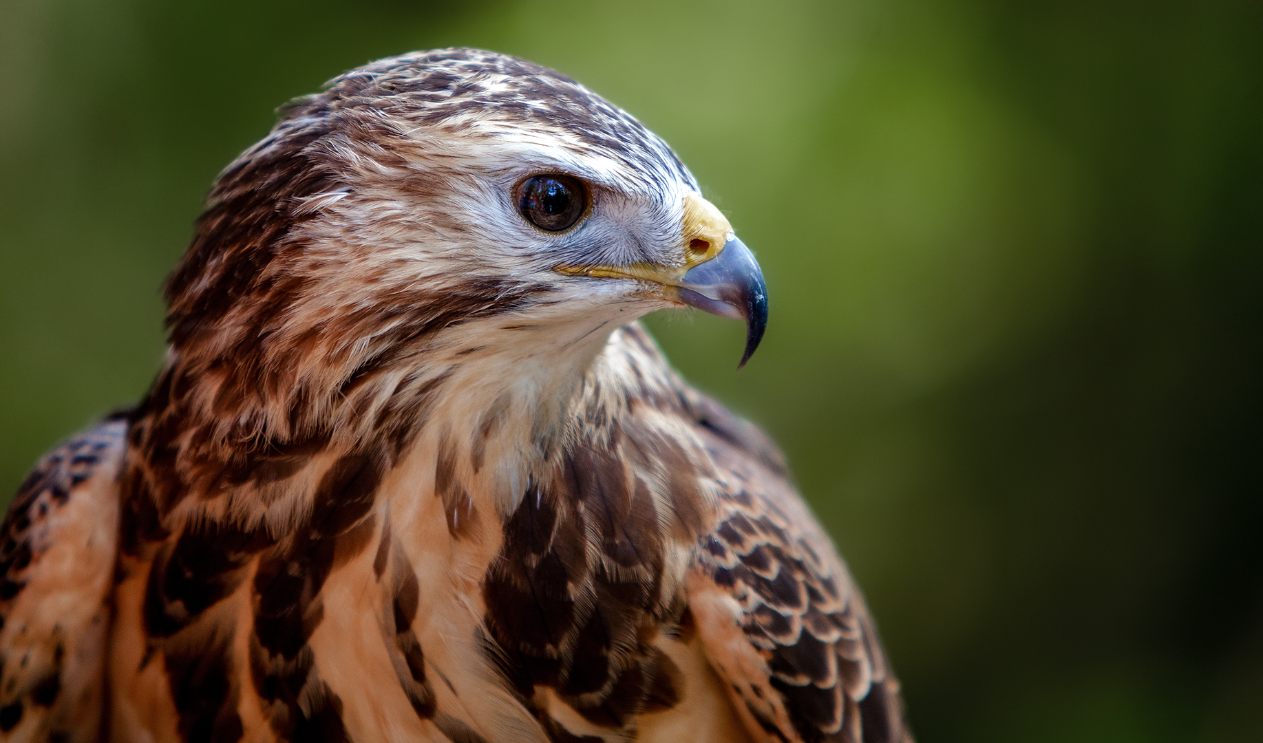 Rotrückenbussard-Portrait 016