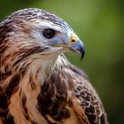 Rotrückenbussard-Portrait 016