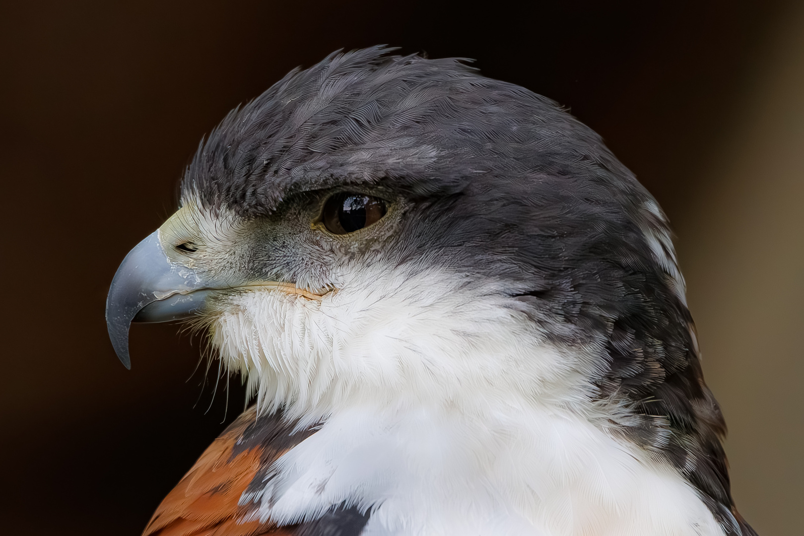 Rotrückenbussard Portrait im Profil