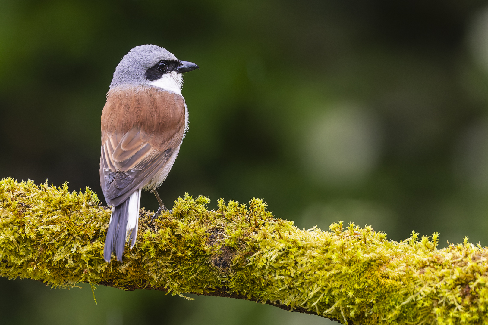 Rotrückenwürger...