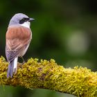 Rotrückenwürger...