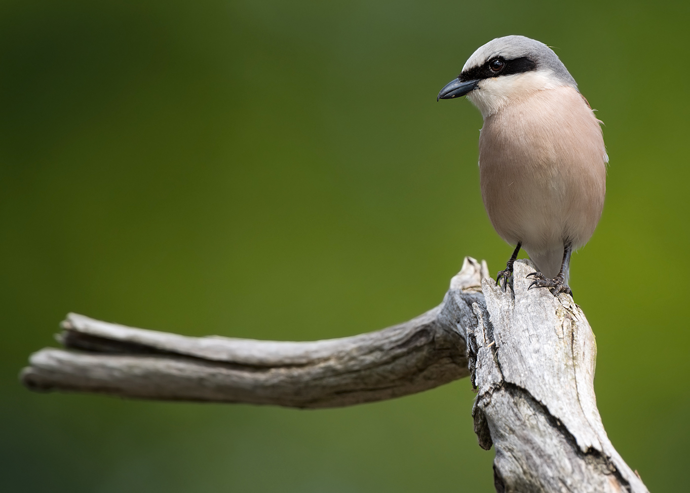 Rotrückenwürger (Lanius collurio)