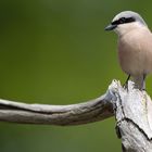 Rotrückenwürger (Lanius collurio)