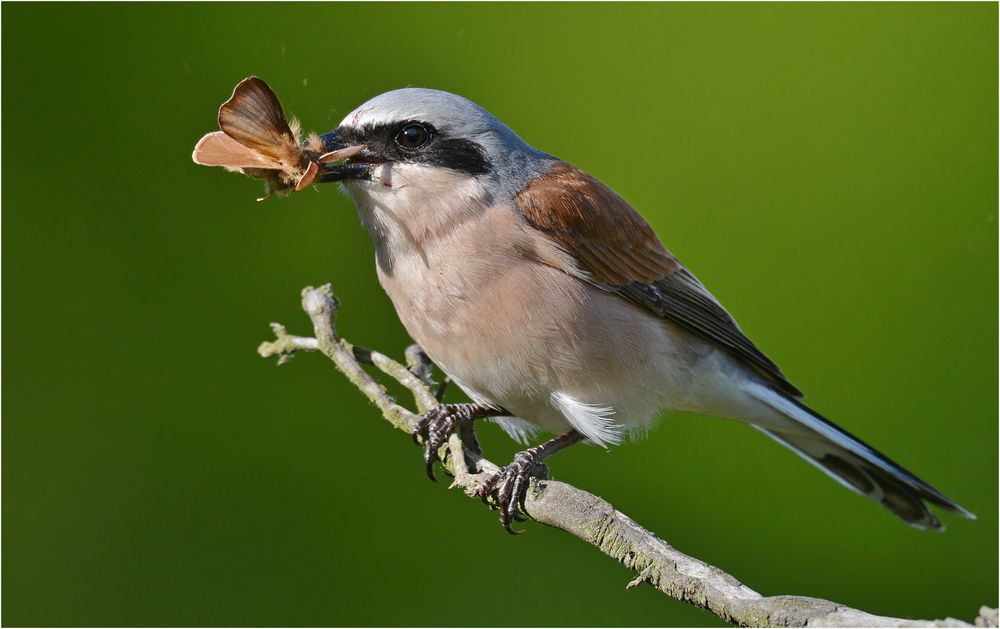 Rotrückenwürger mit Beute