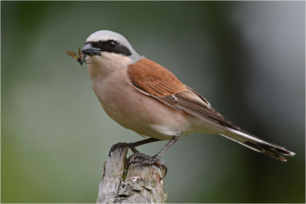 Rotrückenwürger mit Fliege