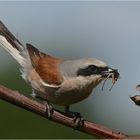 Rotrückenwürger mit Heuschrecke