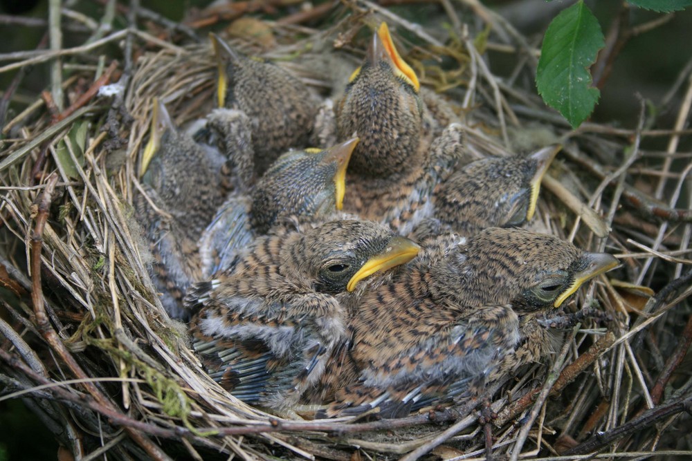 Rotrückenwürger-Nest - Etwas überfüllt !