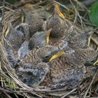 Rotrückenwürger-Nest - Etwas überfüllt !