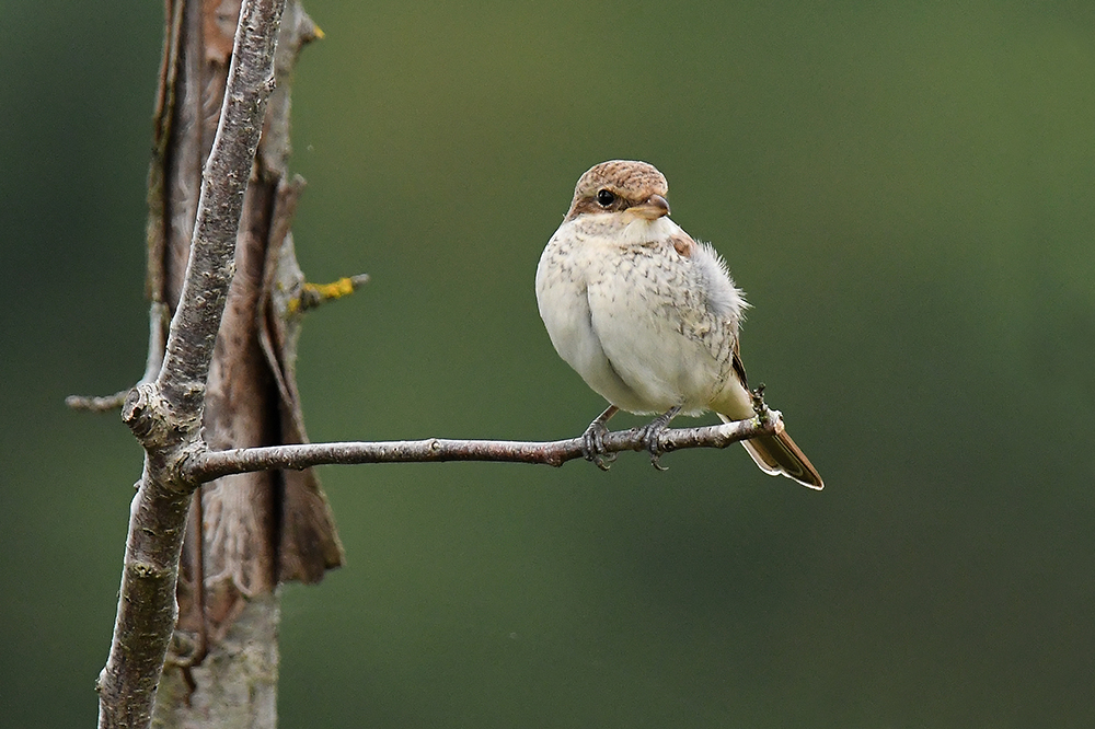 Rotrückenwürger Neuntöter (Lanius collurio)