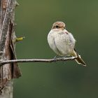 Rotrückenwürger Neuntöter (Lanius collurio)