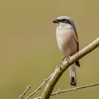 Rotrückenwürger oder auch Neuntöter (Lanius collurio) ...