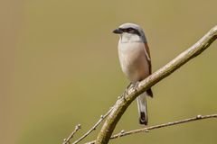 Rotrückenwürger oder auch Neuntöter (Lanius collurio) ...