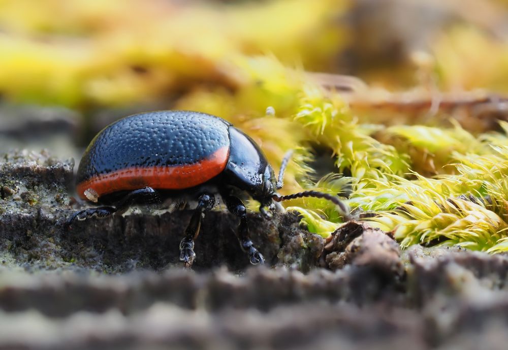 Rotsaum Blattkäfer (Chrysolina kuesteri)