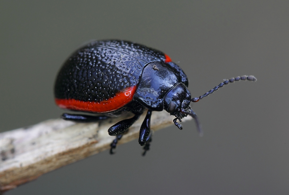 Rotsaum-Blattkäfer (Chrysolina sanguinolenta)