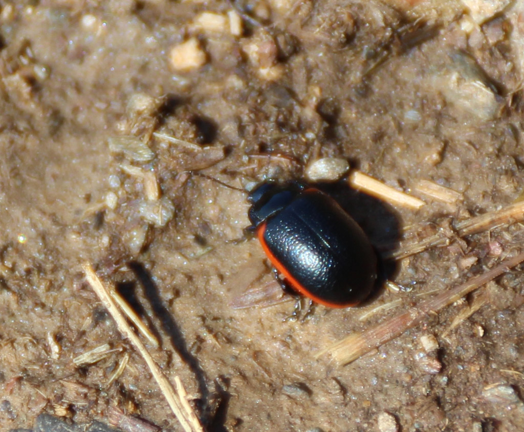  Rotsaum-Blattkäfer (Chrysolina sanguinolenta) 