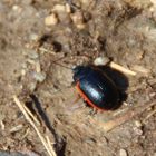  Rotsaum-Blattkäfer (Chrysolina sanguinolenta) 