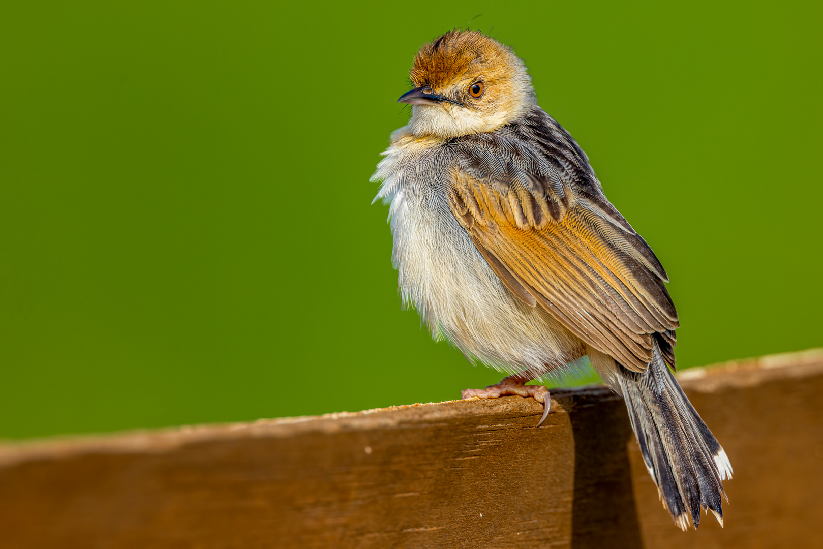 Rotscheitel-Zistens (Rattling Cisticola)