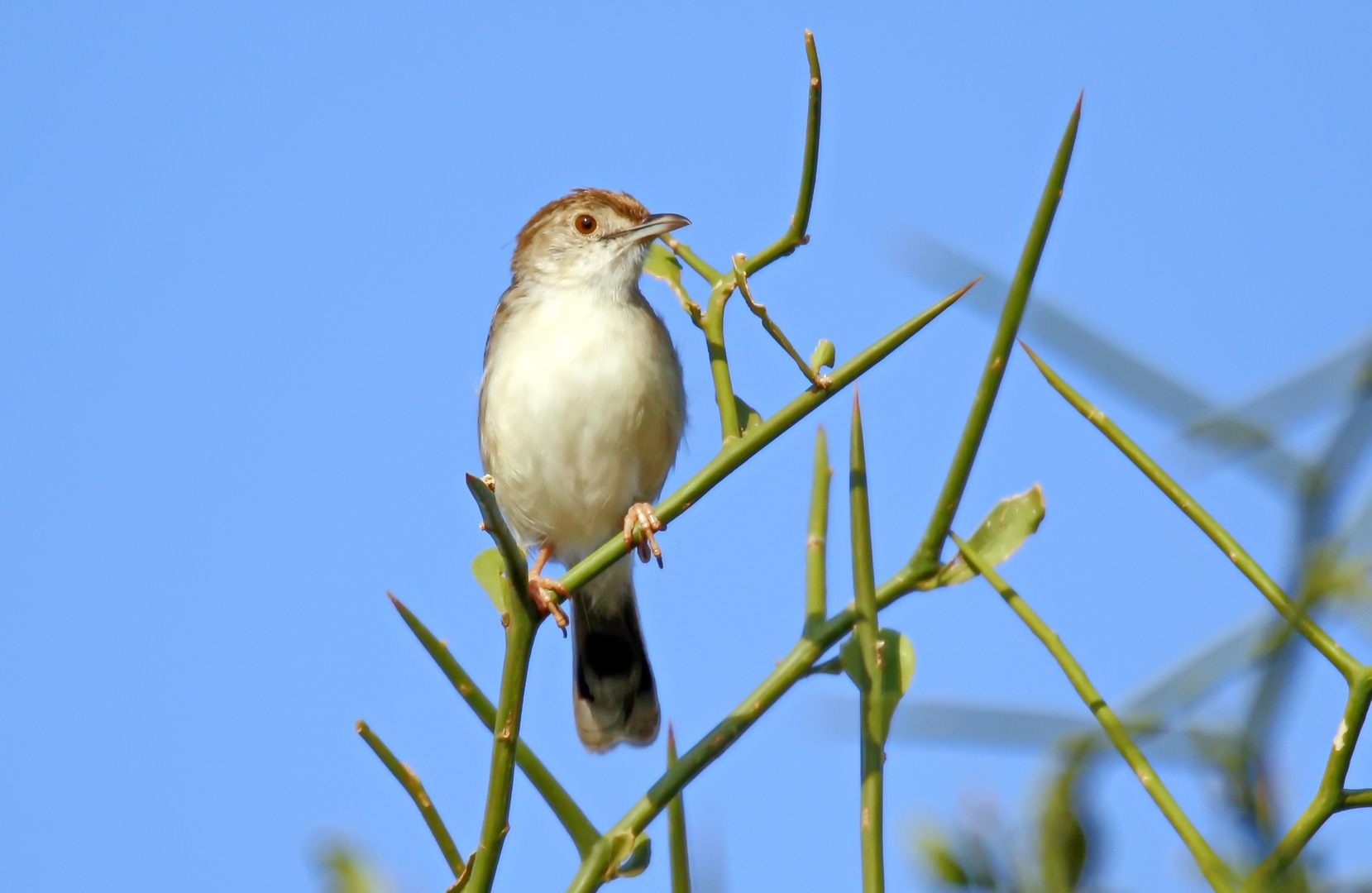 Rotscheitel-Zistensänger,Cisticola chiniana