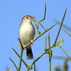 Rotscheitel-Zistensänger,Cisticola chiniana