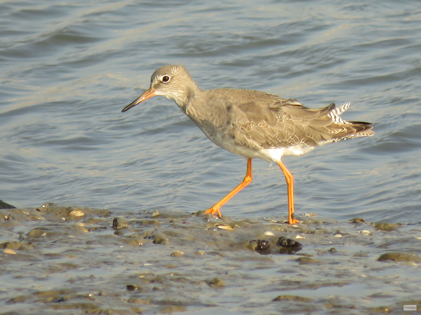 Rotschenkel.. Foto & Bild | tiere, wildlife, wild lebende vögel