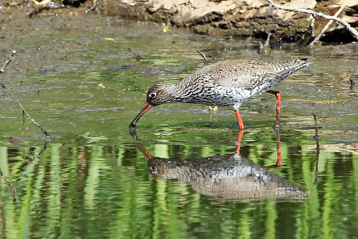 Rotschenkel