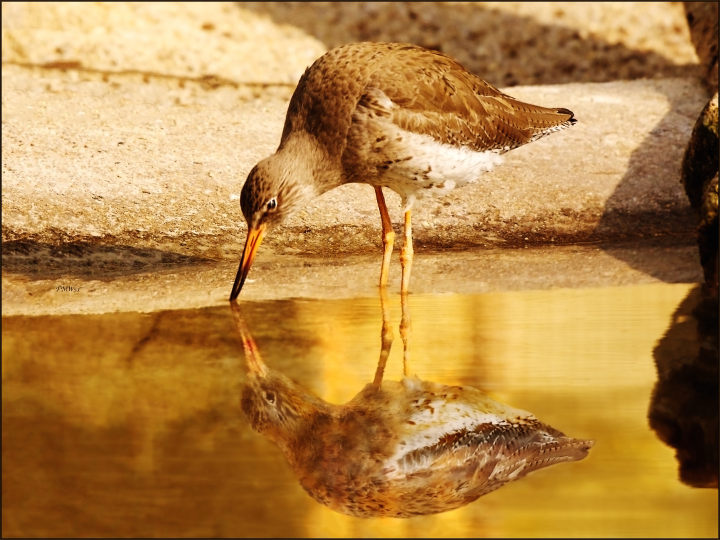 Rotschenkel am goldenen Teich