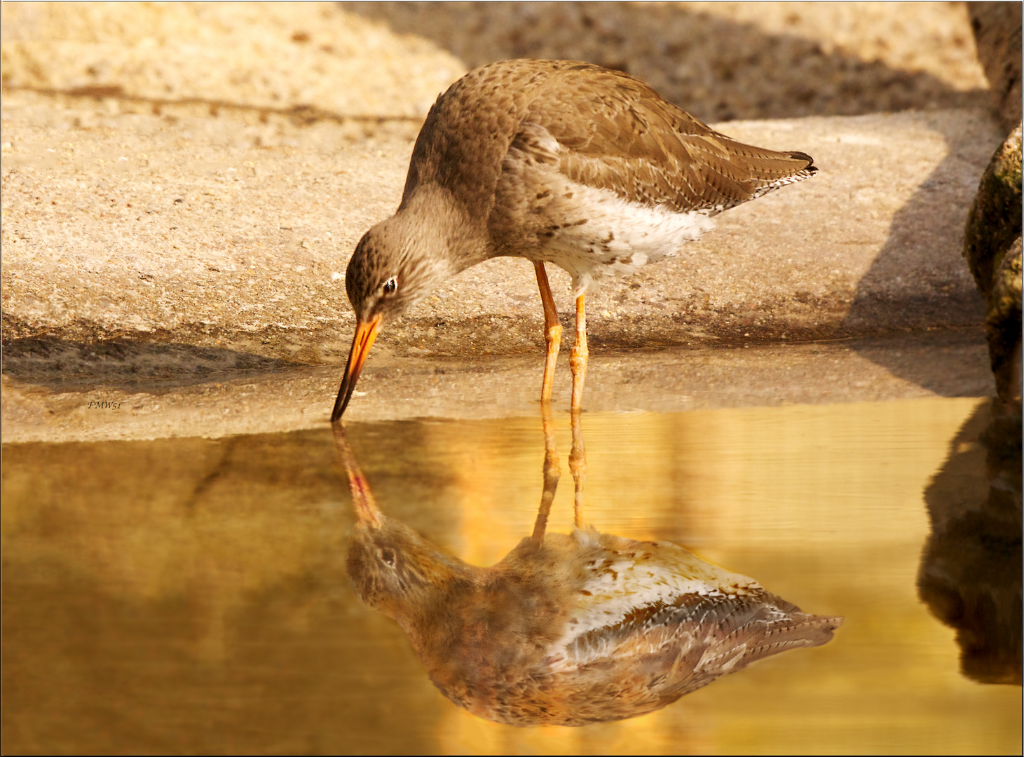 Rotschenkel am Goldenen Wasser (2.0)