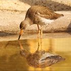 Rotschenkel am Goldenen Wasser (2.0)