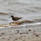 Rotschenkel am Ufer