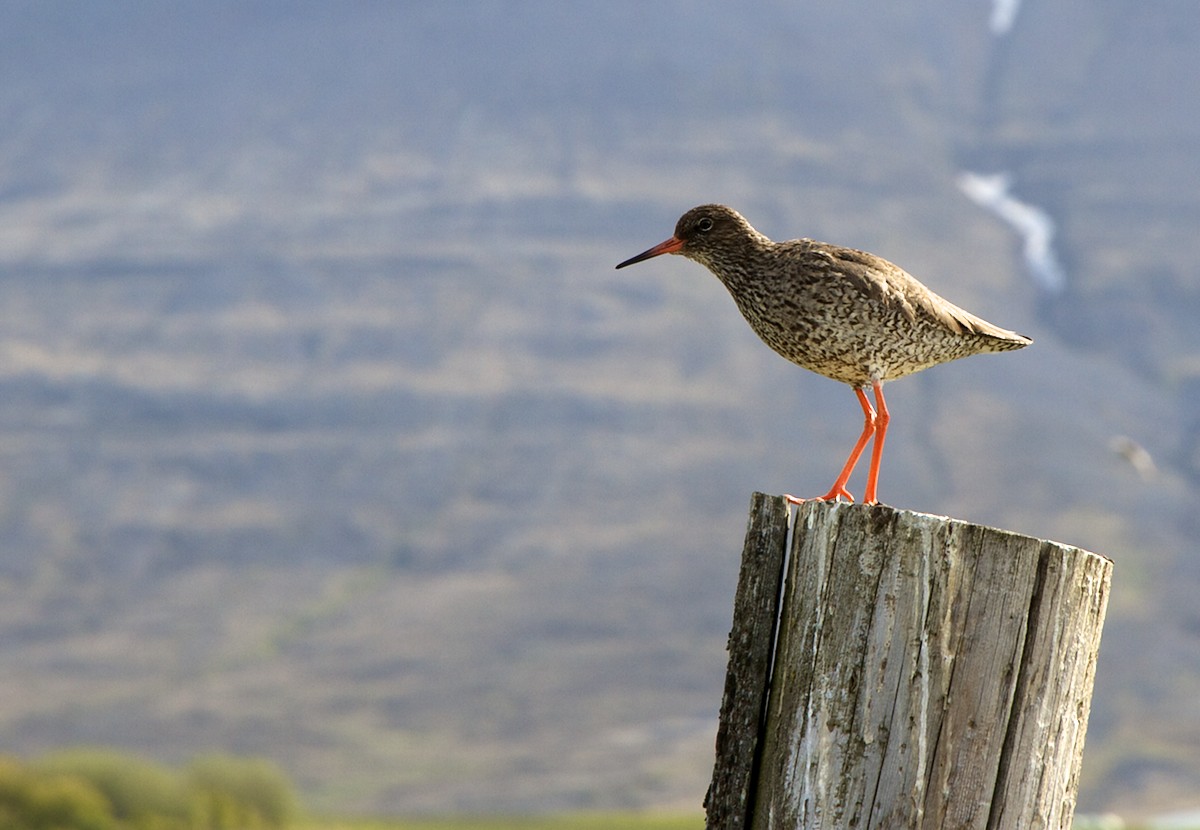 Rotschenkel am Wegesrand