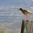 Rotschenkel am Wegesrand