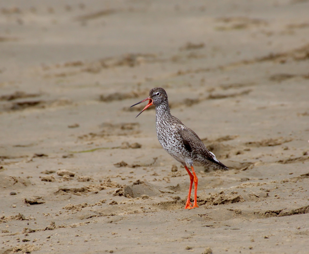   Rotschenkel an der Nordsee.