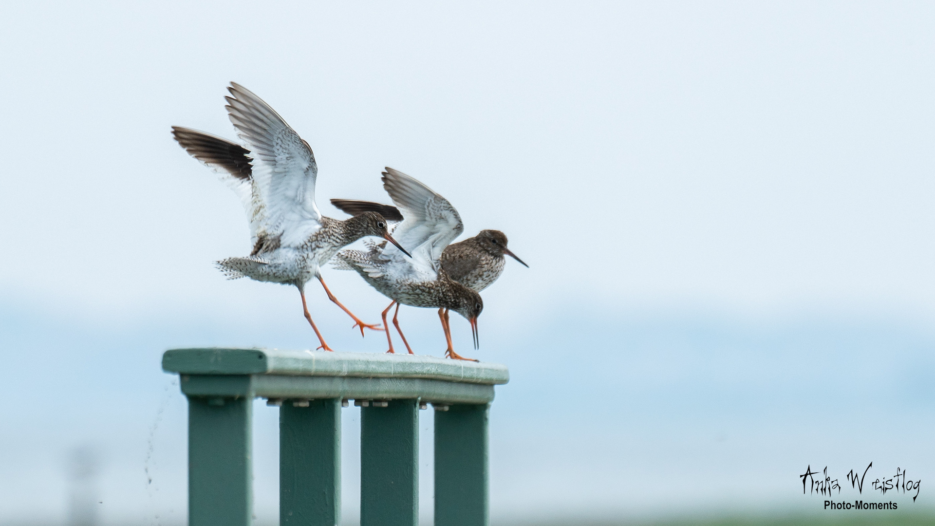 Rotschenkel auf Amrum