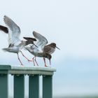 Rotschenkel auf Amrum