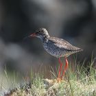 Rotschenkel auf Smola Norwegen