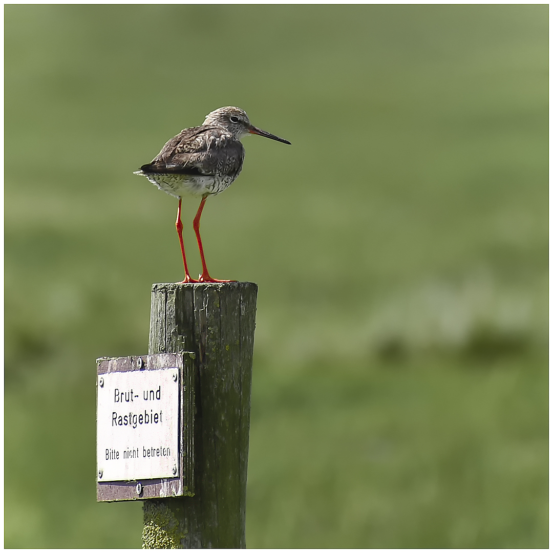 Rotschenkel auf Warteposition