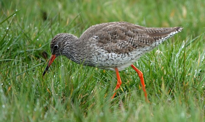Rotschenkel bei der Futtersuche