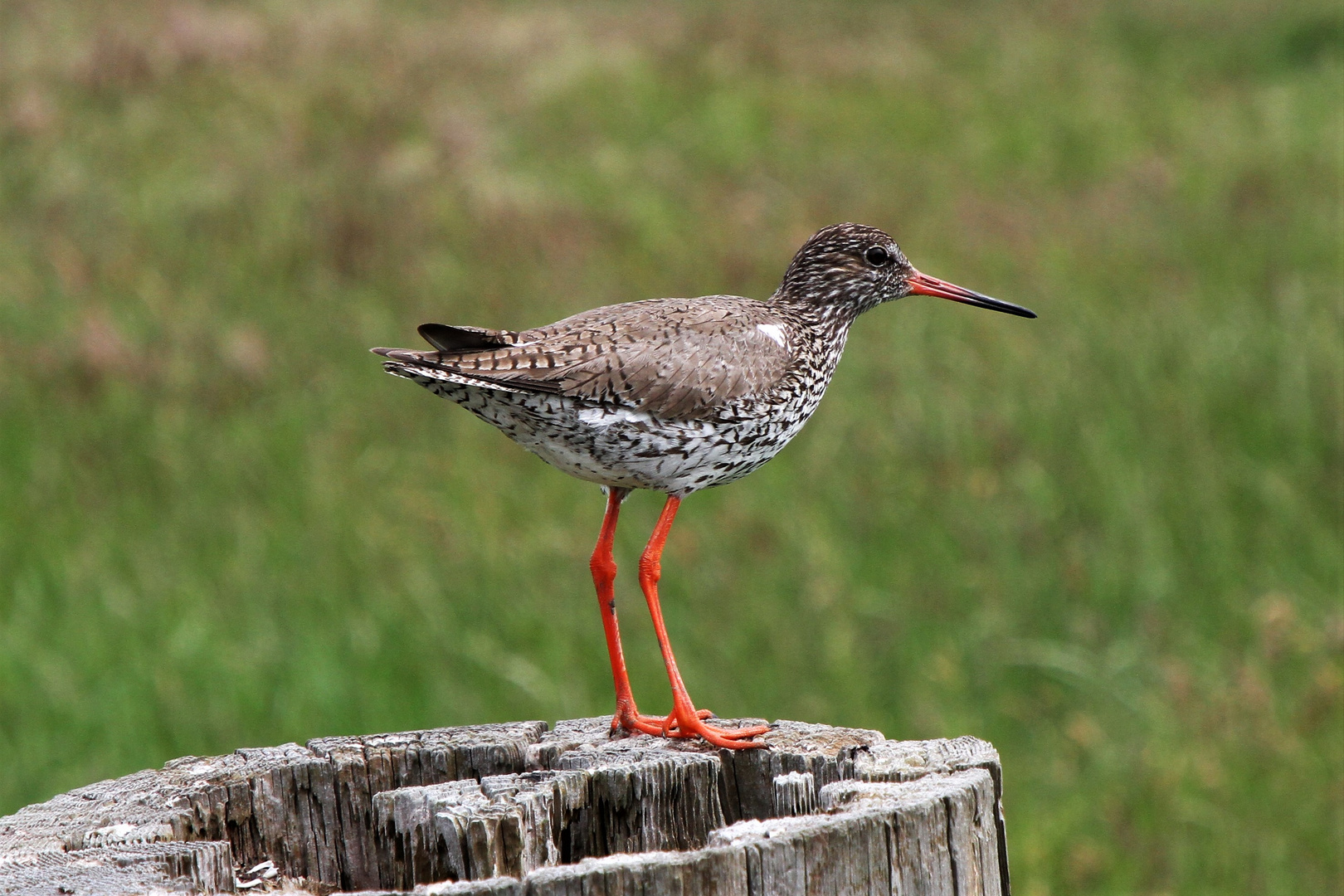 Rotschenkel bei Husum-Schobüll