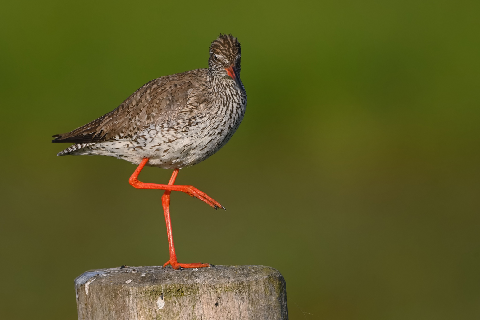 Rotschenkel - Common Redshank