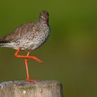 Rotschenkel - Common Redshank