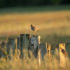 Rotschenkel im Abendlicht