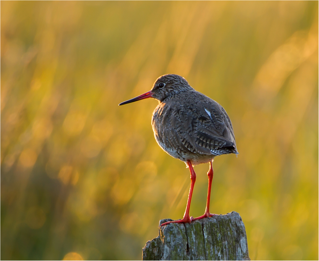 Rotschenkel im Abendlicht