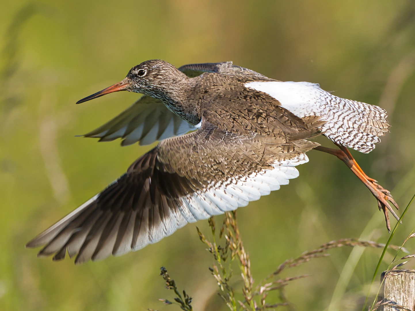 Rotschenkel im Abflug