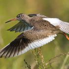 Rotschenkel im Abflug