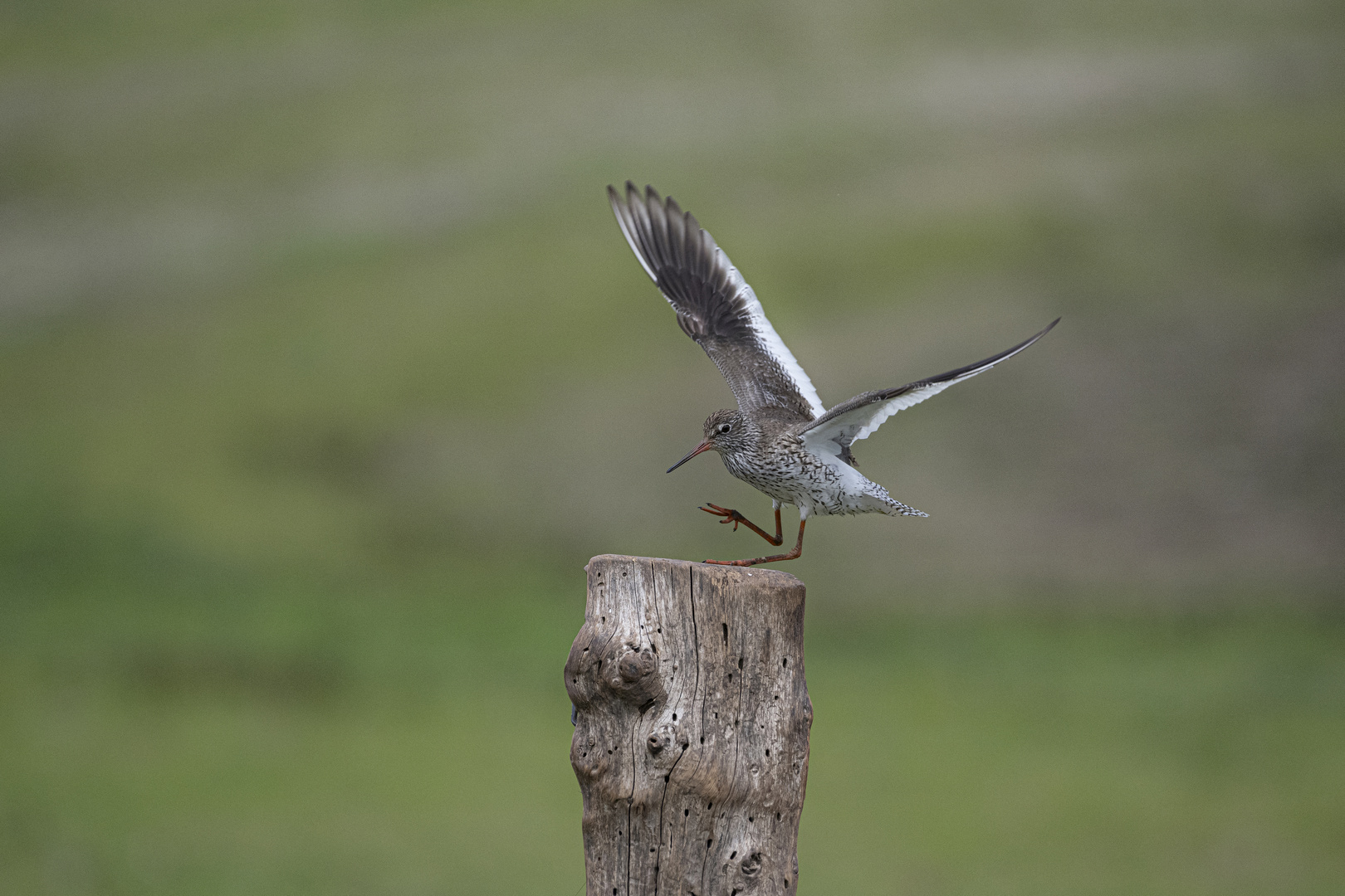 Rotschenkel im Anflug