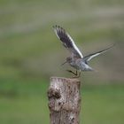 Rotschenkel im Anflug