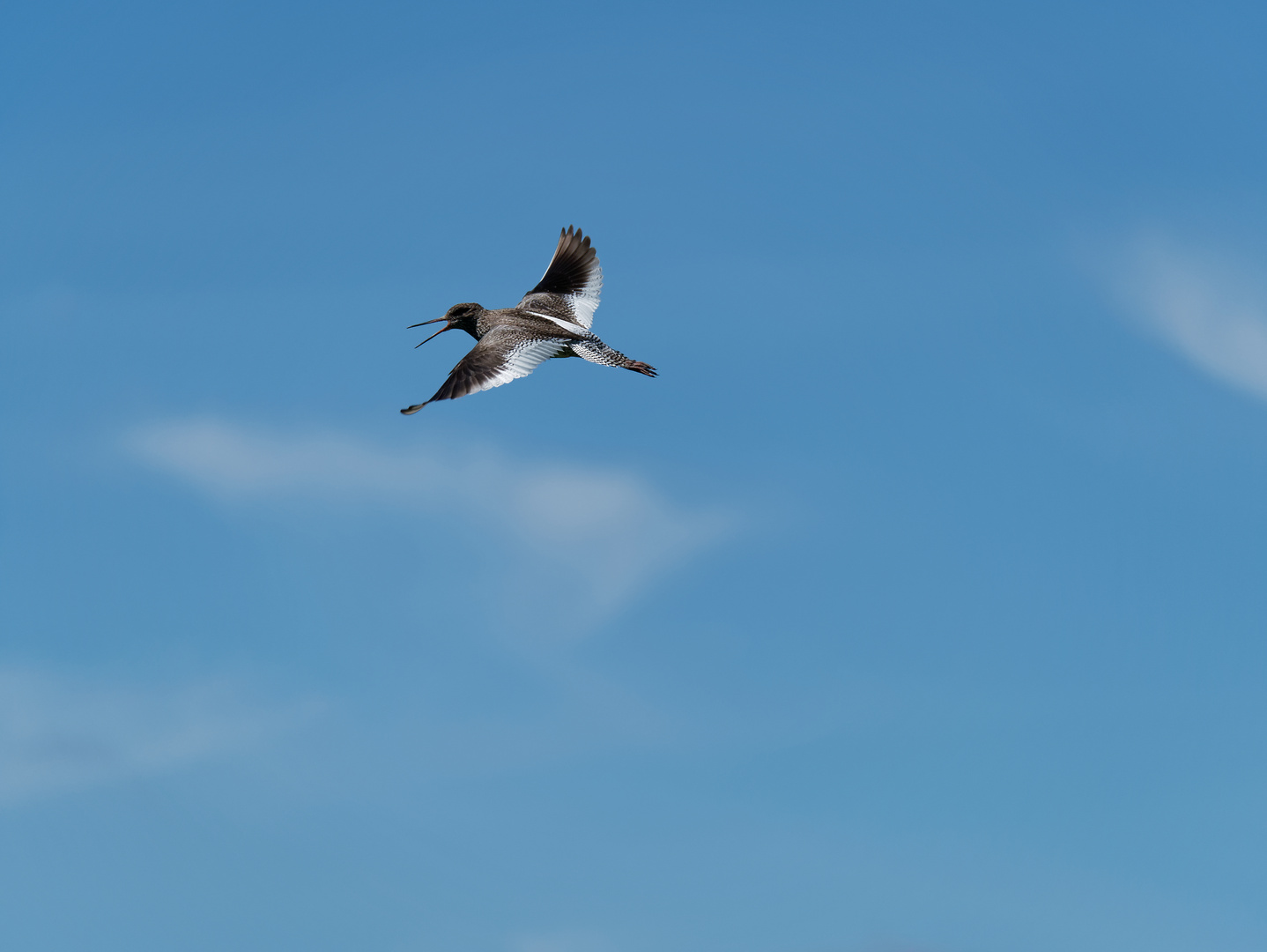 Rotschenkel im Flug